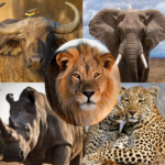 Main Picture for bottom of Mzansi Destinations