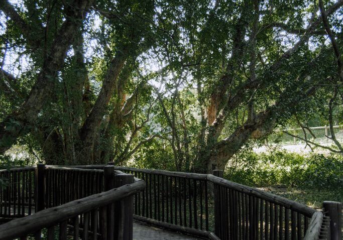 Wonderboom Nature Reserve